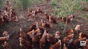 Criadero de gallinas en Fuente el Fresno