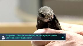 Programa 84 | La nidificación de los vencejos