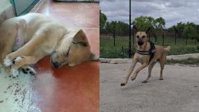 En Amparanimals conocemos a POMPI, hija de la Pompa, que fue acogida y adoptada por Ángela.

Hace un año, Pompa llegó embarazada al @arcadenoeab y al poco recibíamos la noticia de que Pompa había sido madre y desde CMMPlay pedimos casas de acogida y adopciones para los cachorros. Un año después sabemos que Pompi y Pulga, dos de las pompitas están estupendamente. 

Acoge. Adopta. Es un mensaje de CMM.