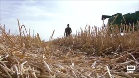 Atípica campaña de cereal en la provincia de Albacete