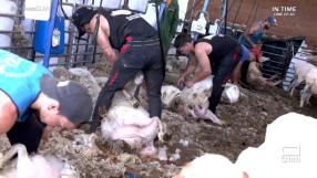 Julio, esquila a sus 1.900 ovejas para afrontar el verano