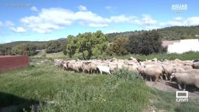 Los Casa Cuevas, ovejas y abejas en Tamajón