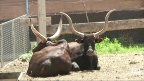 Una nueva vida en el Bioparque de La Rocha, en Alborea