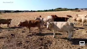 Las carnes de Pecados de San Bernardo, del campo a la mesa