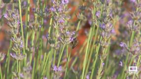 Siega de la lavanda en Ossa de Montiel
