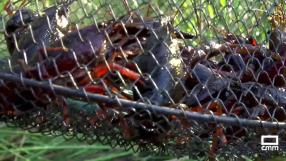 De pesca de cangrejos en Los Navalucillos