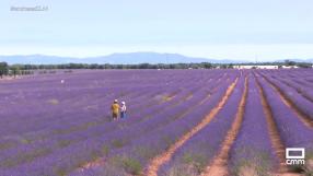 Brihuega luce sus campos de lavanda