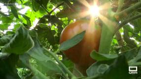 Los famosos tomates del Real de San Vicente (Toledo)