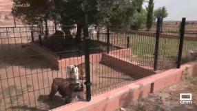 Residencia canina "La Martina" en Casarrubios del Monte