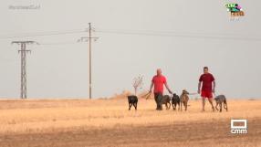 Carrera de galgos en las fiestas patronales de Santa Cruz de la Zarza