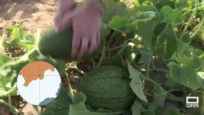 Recogida del melón en Cañada de Agra, pedanía de Hellín