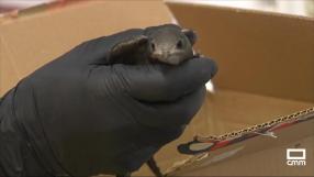 Así funciona el centro de recuperación de fauna silvestre de Cuenca