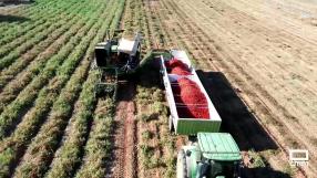 Recogemos tomates en La Puebla de Montalbán