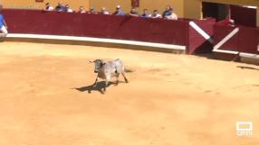 Encierros en Almodóvar del Campo