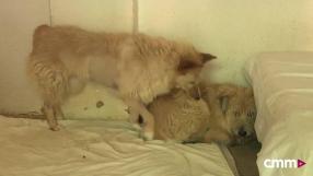 Brenda y Brandon, en busca de un hogar urgente