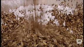 La historia del Tío Vihuela, quien introdujo las pipas en España
