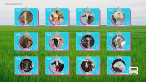 Bonica del Tó: conoce a las 12 semifinalistas del concurso que busca la oveja más bonita de Castilla-La Mancha