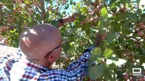 Conocemos unpoco más del cultivo del pistacho