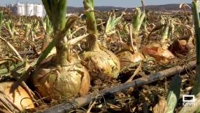 Días de cosecha de cebolla en Los Yébenes