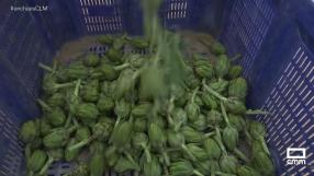 Recogemos y cocinamos alcachofas en Mora de Santa Quiteria