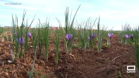 Turistas de todo el mundo se acercan a conocer el oro rojo de La Mancha
