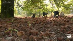 Las castañas no solo se pueden asar