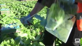 Campaña de recolección de la lechuga romana