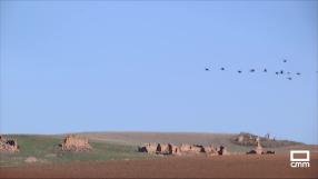 Los agentes medioambientales refuerzan la vigilancia para evitar la gripe aviar