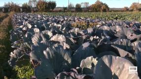 Recogida y venta del brócoli y lombarda en Cazalegas