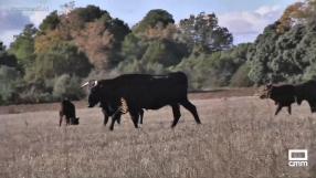 La ganadería de Alicia Chico mantiene viva la tradición de la trashumancia