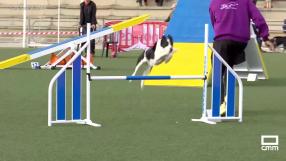 Certamen nacional canino Wao Agility en Madridejos