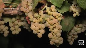 Combatir la despoblación adaptando el sector vinícola