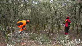 El Ayuntamiento de El Recuenco reparte lotes de leña para sus vecinos