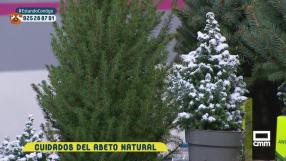 Cuidados del abeto natural