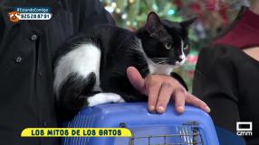 Los falsos mitos felinos