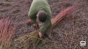 Así se cosecha el mimbre