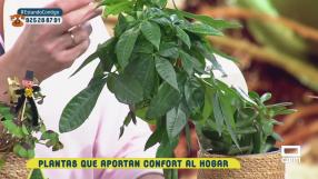 Las plantas que aportan confort al hogar