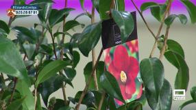 La camelia, la flor protagonista del invierno