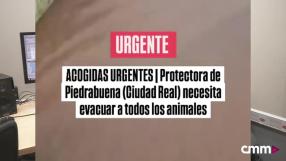 La Protectora de Piedrabuena necesita ayuda
Las borrascas han desbordado el río Bullaque y la Protectora de Piedrabuena ha quedado destrozada. Perros y gatos han sido acogidos, pero necesitan donaciones de comida, arneses, correas... para los animales, además de materiales, manos amigas y ayuda para reconstruir la protectora.

El miércoles 4 de febrero fue el día en el que el río se desbordó y los voluntarios de la protectora tuvieron que buscar actuar rápidamente para salvar a los animales y encontrarles casas de acogida. Tras publicar el vídeo en redes sociales, rápidamente si viralizó y la respuesta ha sido positiva y cientos de personas ofrecían su ayuda en comentarios y compartidos del vídeo.
Amparanimals, ¿echamos una pata? 