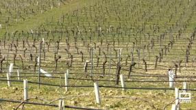 Poda con amigos en Las Ventas de Retamosa