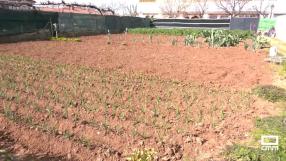 En Azuqueca de Henares empiezan a trabajar los huertos