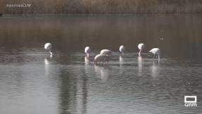 Los flamencos regresan un año más a "La Inesperada"