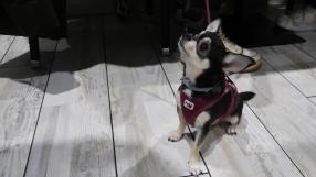 Lugares pet friendly: Tapería Estapati, en Albacete