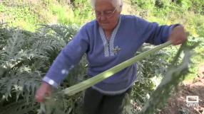 Cocinamos pencas, una verdura poco conocida