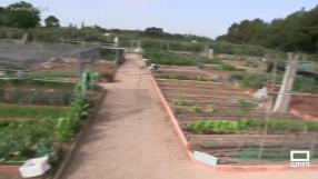 "La balsa de los Mirlos" un huerto ecológico donde todo crece