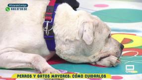 La vejez de nuestras mascotas