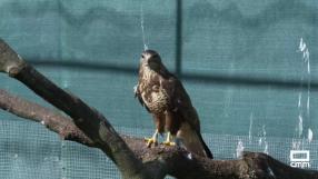 Así se salva a las aves rapaces heridas: entramos en el CERI de Sevilleja de la Jara