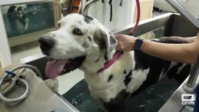 Conoce la clínica de fisioterapia canina de Miguelturra con tecnología de última generación