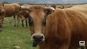 Existen vacas felices y están en la Sierra Norte de Guadalajara