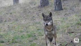 Los lobos de El Hosquillo